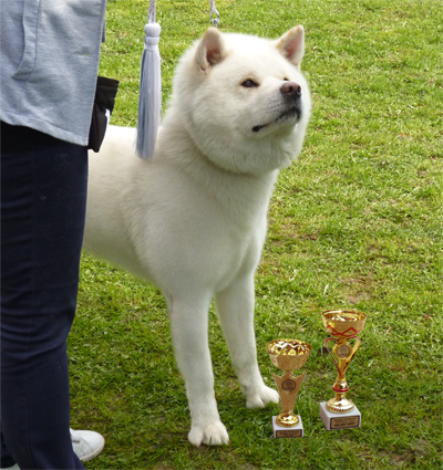 Krajská výstava Detřichov, Výborný 1, VT, KV