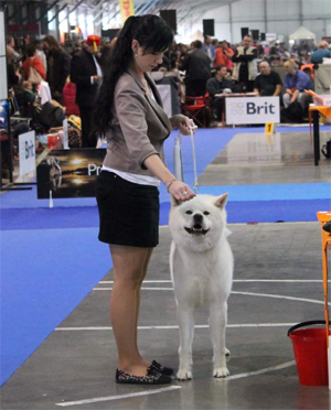 Mezinrodn Vstava Expo dog Praha